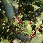 Coffee plant